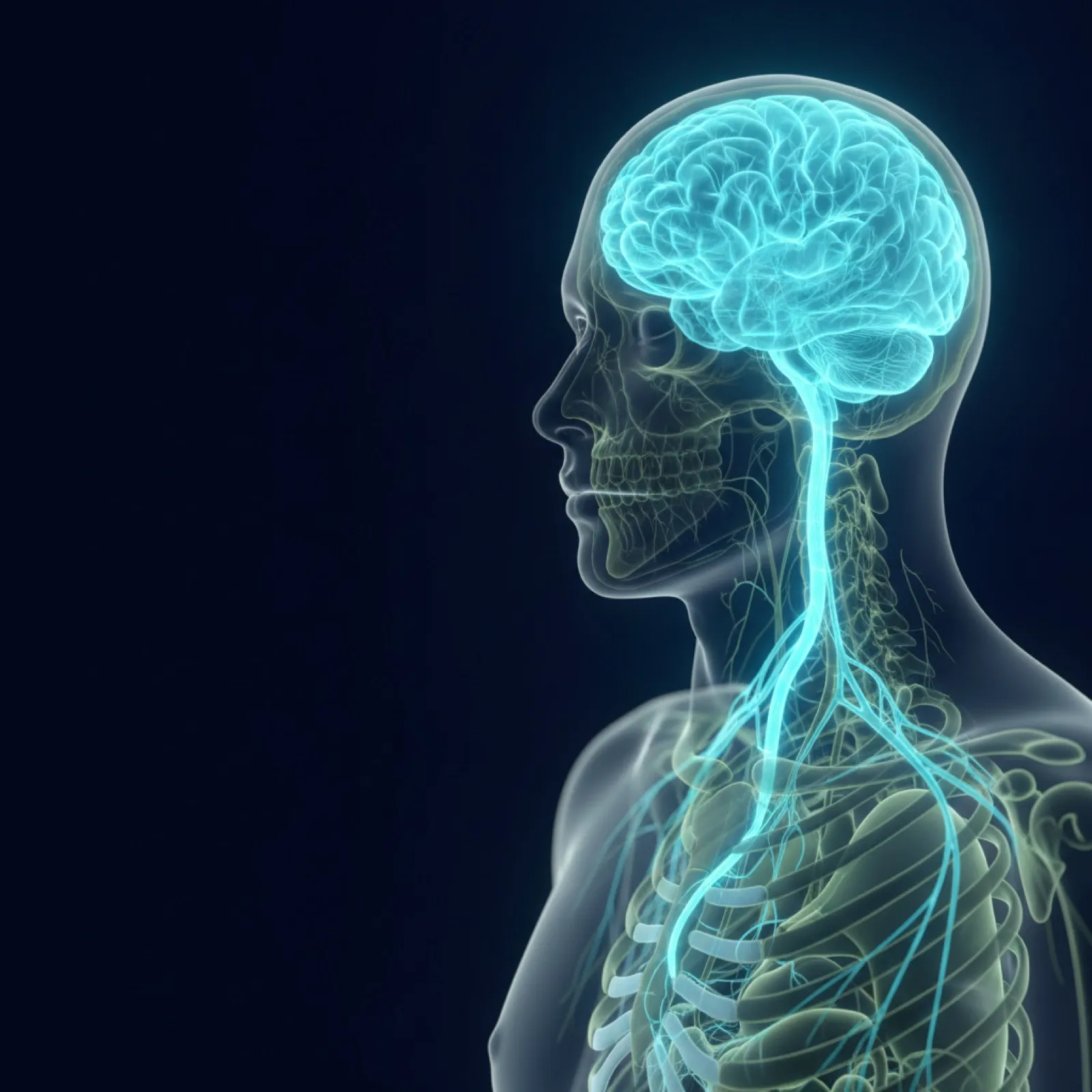 Illustrazione del cervello e del nervo vago che scende verso il corpo